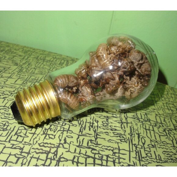 Glass Lightbulb Jar full of 27 Cicada Skins oddity curiosity goth taxidermy - Picture 10 of 16